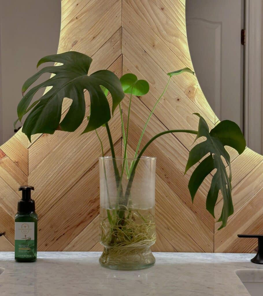 Organic Modern Bathroom - Plant