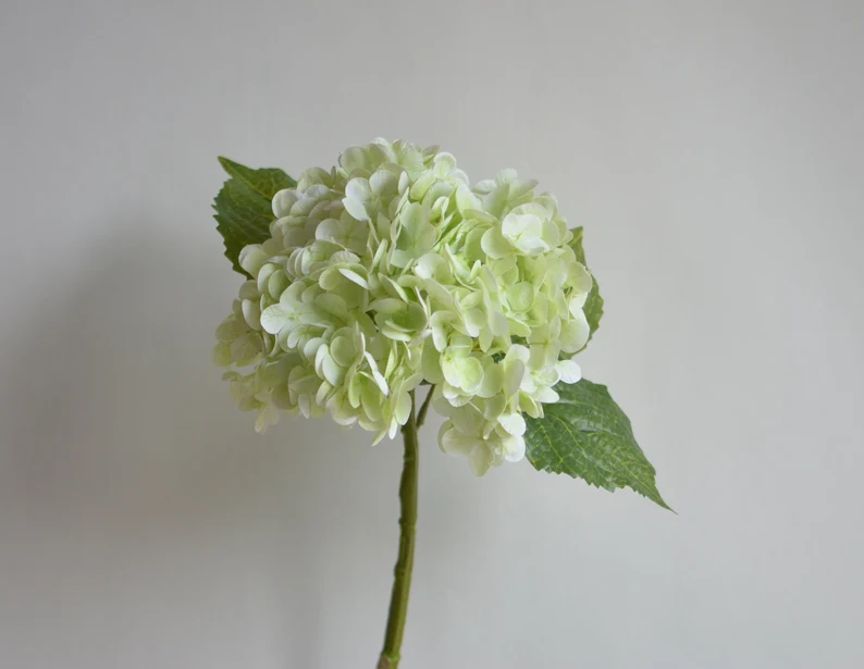 light green hydrangea