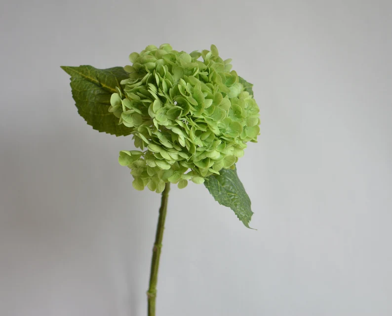 dark green hydrangea