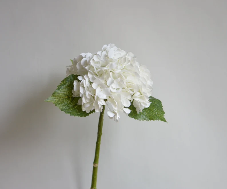 white hydrangea